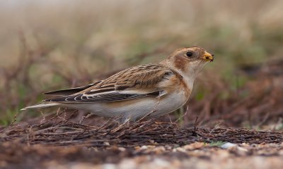 Sneeuwgors / Snow Bunting