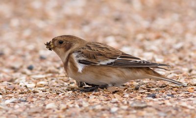 Sneeuwgors / Snow Bunting