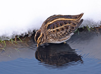 Bokje / Jack Snipe