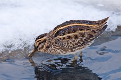 Bokje / Jack Snipe