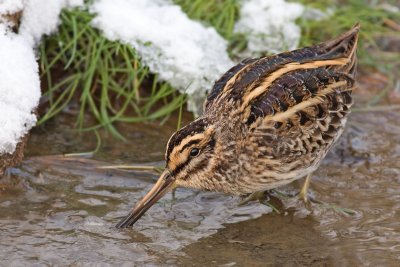 Bokje / Jack Snipe