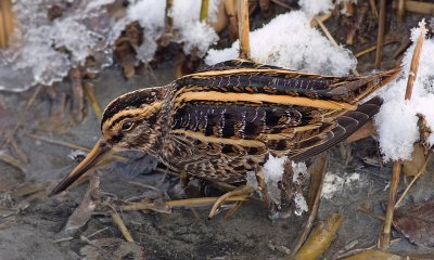 Bokje / Jack Snipe