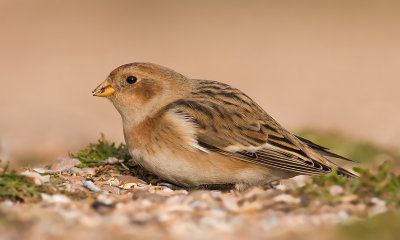 Sneeuwgors / Snow Bunting
