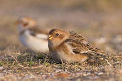Sneeuwgors / Snow Bunting
