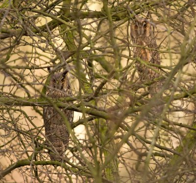 Ransuil / Long-eared Owl