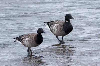 Witbuikrotgans / Pale-bellied Brent Goose