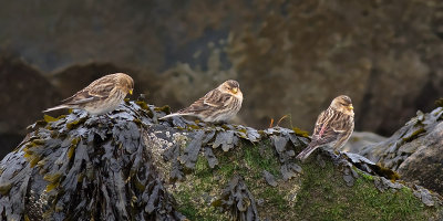 Frater / Twite