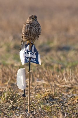 Smelleken / Merlin