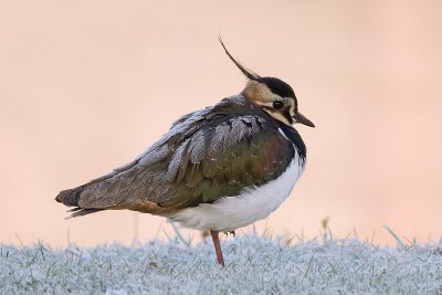 Kievit / Lapwing