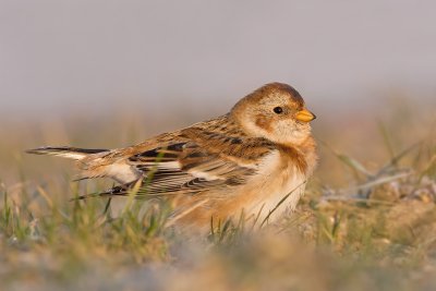 Sneeuwgors / Snow Bunting
