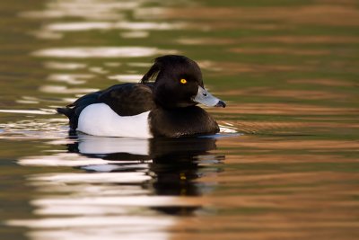 Kuifeend / Tufted Duck