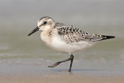 Drieteenstrandloper / Sanderling