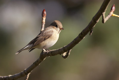 Kleine Vliegenvanger / Red-breasted Flycatcher
