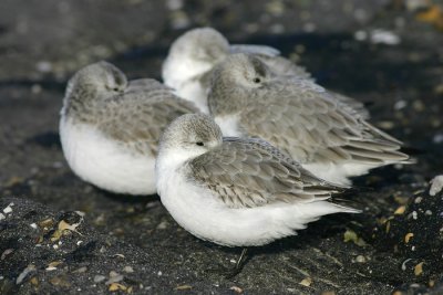 Drieteenstrandloper / Sanderling