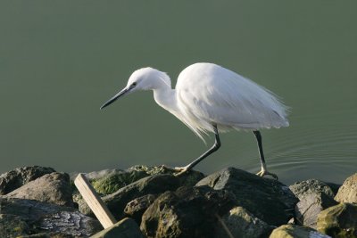 Kleine Zilverreiger / Little Egret