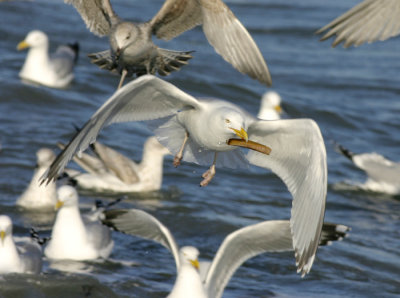 Zilvermeeuw / Herring Gull