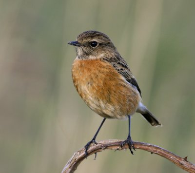 Roodborsttapuit / Stonechat