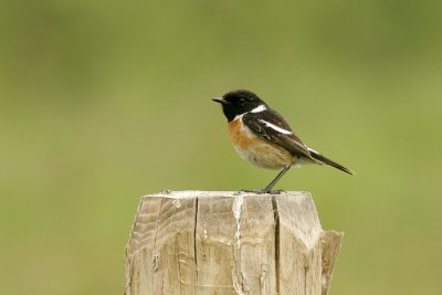 Roodborsttapuit / Stonechat