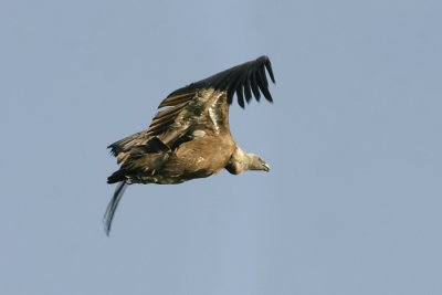 Griffion Vulture