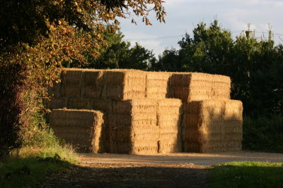 Late August Walk Beyton 028.JPG
