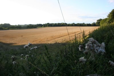 Late August Walk  Beyton 048.JPG