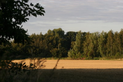 Late August Walk  Beyton 069.JPG