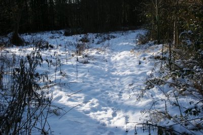 Winter Walk 7th Feb 09 038.JPG