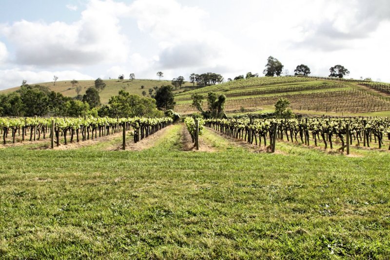 Hunter Valley Vines