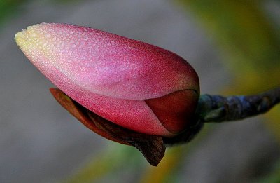Magnolia-Bud