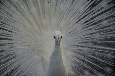 White Peacock