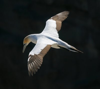 First attempt of bird in flight 2