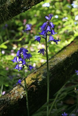 Blue Bells...Carterton