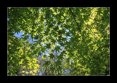 Maple shade.
