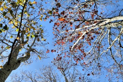 Autumn trees on a winters day