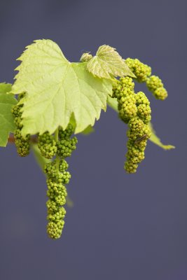 Hunter Valley Grapes