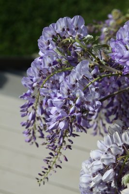 Wisteria Mount View Cottage