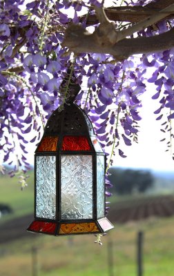 29 Lantern  and Wisteria Mount View Cottage.jpg