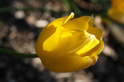 Tulip