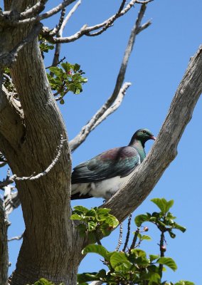 Kereau, Native New Zealand bird