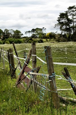 Kiwi fence !