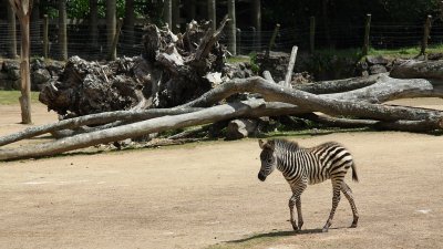 Zebra