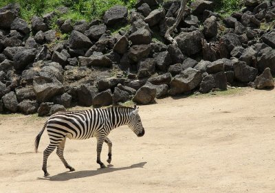 Zebra