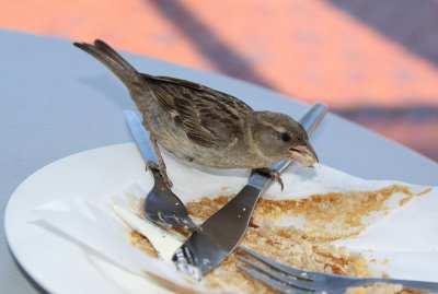 Even the SPARROWS are Friendly !!!