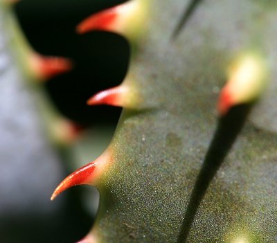 In my garden today
