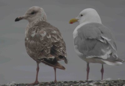 Vega and Glaucous-winged Gull, first cycle - Bering Sea Alaska