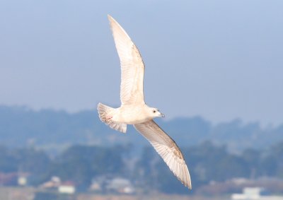 Slaty-backed Gull, first-cycle