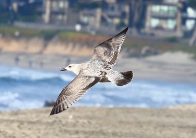 Slaty-backed Gull, first-cycle