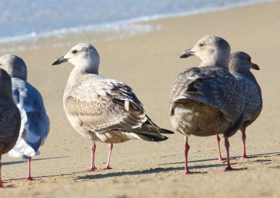 Slaty-backed Gull, first-cycle