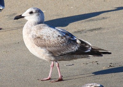 Slaty-backed Gull, first-cycle