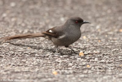 Long-tailed Sibia